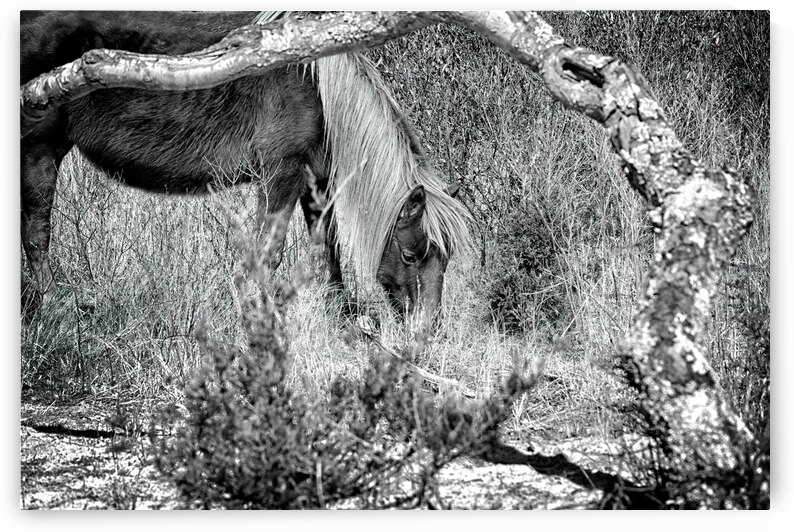 Lunchtime for Gokey Go-Go Bones Monochrome by Bill Swartwout Photography