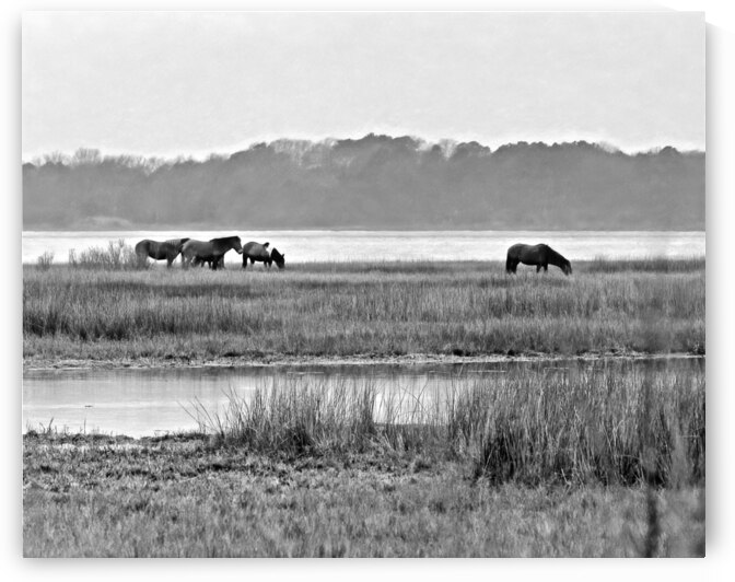Band of Wild Horses at Sinepuxent Bay Monochrome by Bill Swartwout Photography