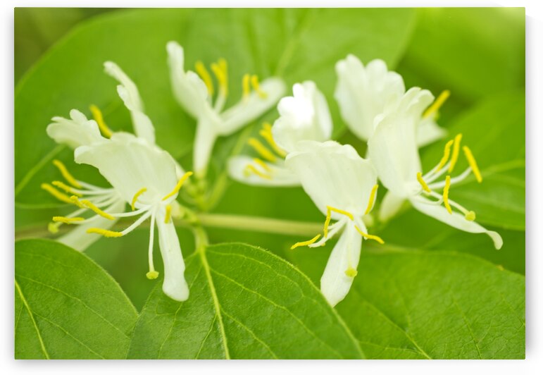 White Honeysuckle Bush in Bloom by Iris H Richardson