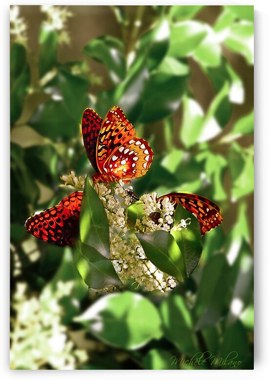 MONARCH Butterflies on Gardenia Blossoms by Michele Milano Arts