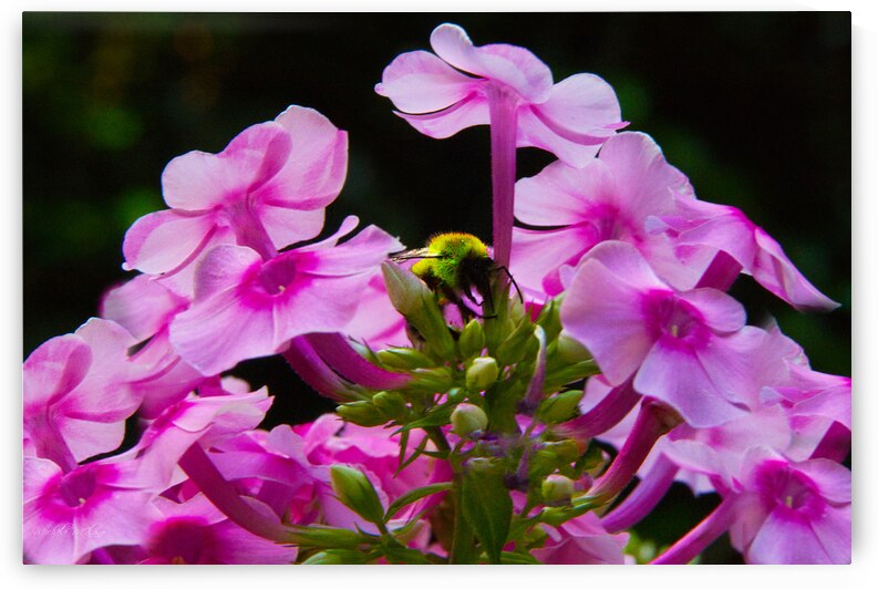 Bee in Fuschia Delphiniums  by Michele Milano Arts