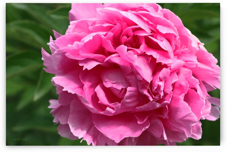 Lone Peony  by Michele Milano Arts