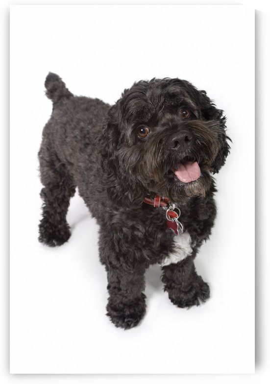 Black Bichon-Cocker Spaniel Dog by PacificStock