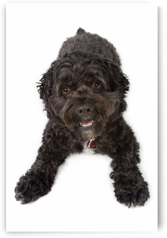 Black Bichon-Cocker Spaniel Dog by PacificStock