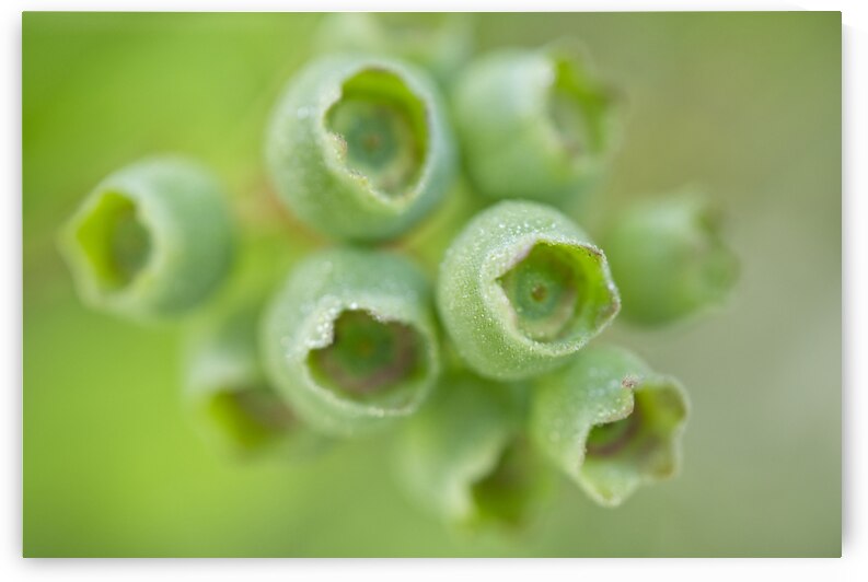 Green Blueberries with Morning Dew by Iris H Richardson