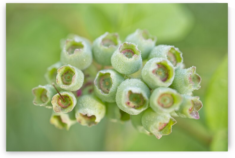 Green Blueberry Cluster With Morning Dew by Iris H Richardson