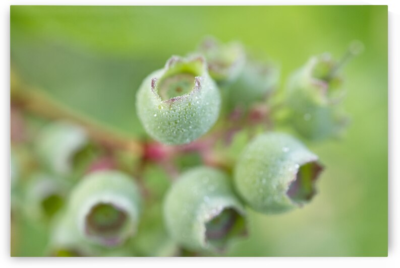 Green Blueberry Branch With Morning Dew by Iris H Richardson