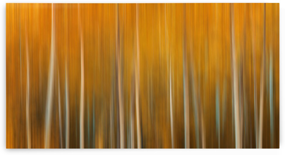 Birch Tree Forest Wyoming by Dutch Photographer