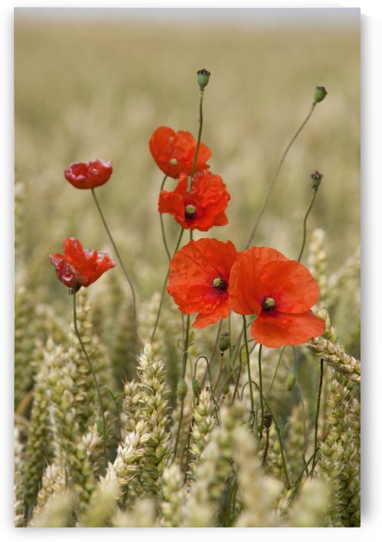 Wildflowers; Poppies In A Grain Field by PacificStock