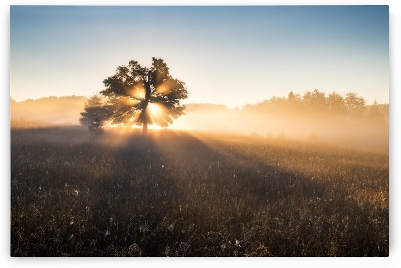 Tree in Beautiful Morning Light by Andreas Wonisch