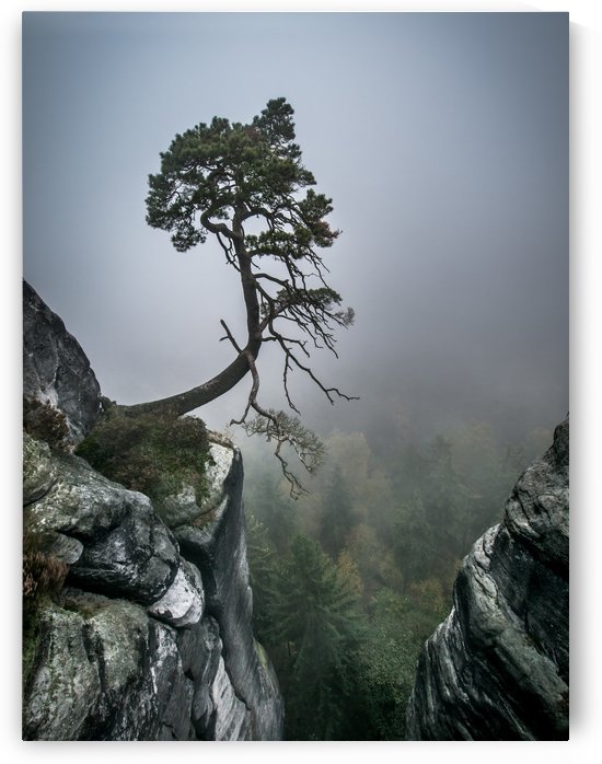 Lonely Tree on the Edge by Andreas Wonisch