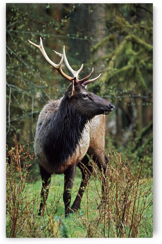 Roosevelt Elk (Cervus Canadensis Roosevelti); Olympic National Park, Washington, Usa by PacificStock