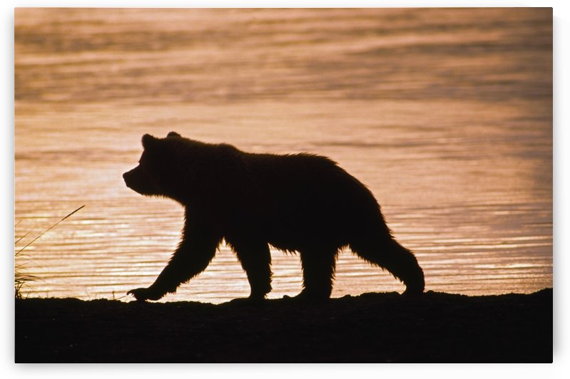Young Grizzly Bear (Ursus Arctos) Walks Along Edge Of Lake At Sunset by PacificStock