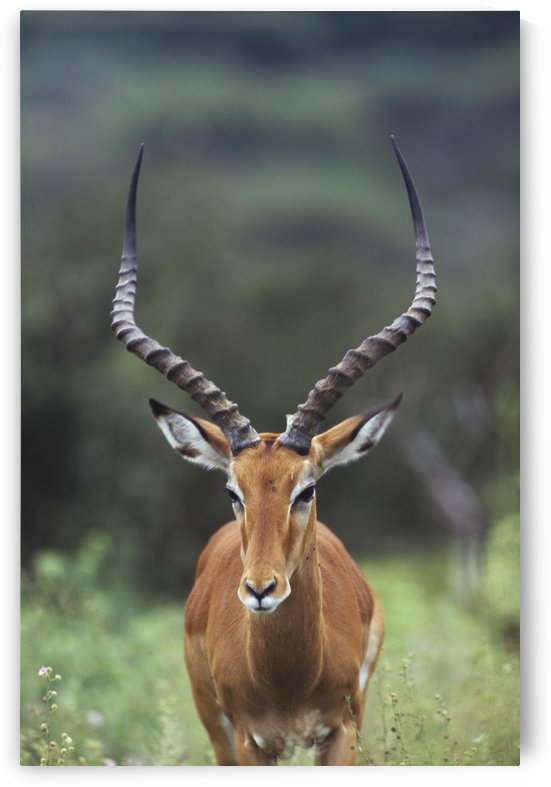 Impala (Aepyceros Melampus) Buck by PacificStock