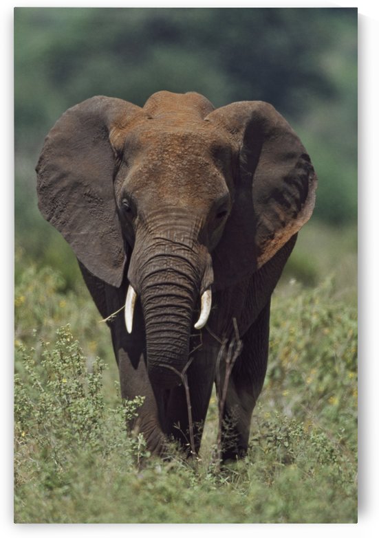 African Elephant, Africa by PacificStock