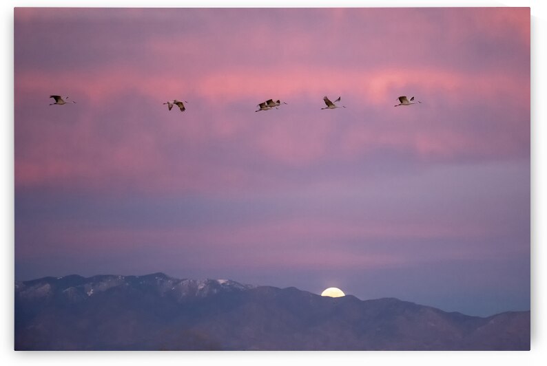 DSC 2671 edit cropped noise reduced healed 16x24. by Phillip A Snider Photography