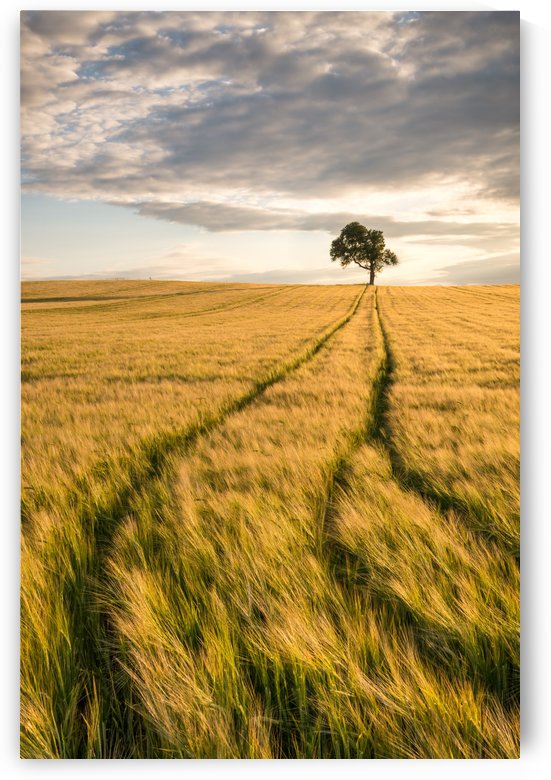 Lonely Tree in Corn Field by Andreas Wonisch
