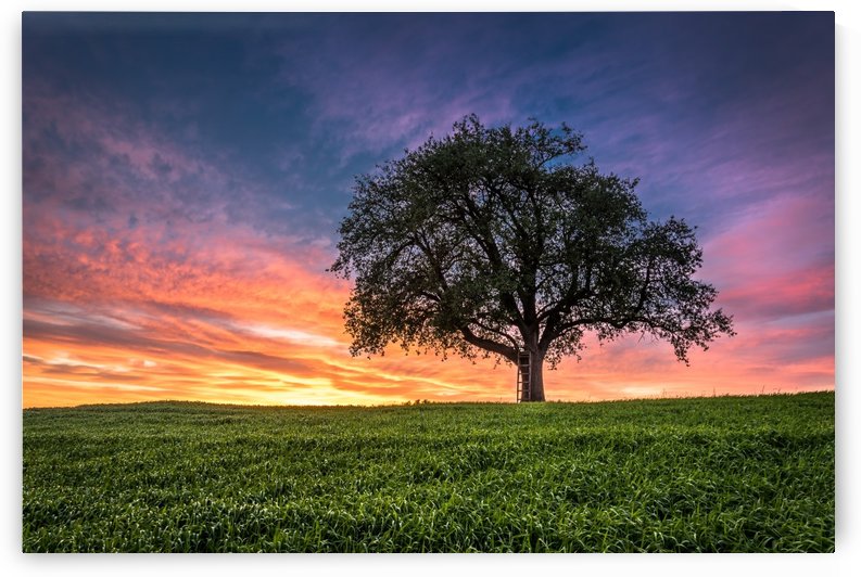 Lonely Tree at Sunset by Andreas Wonisch