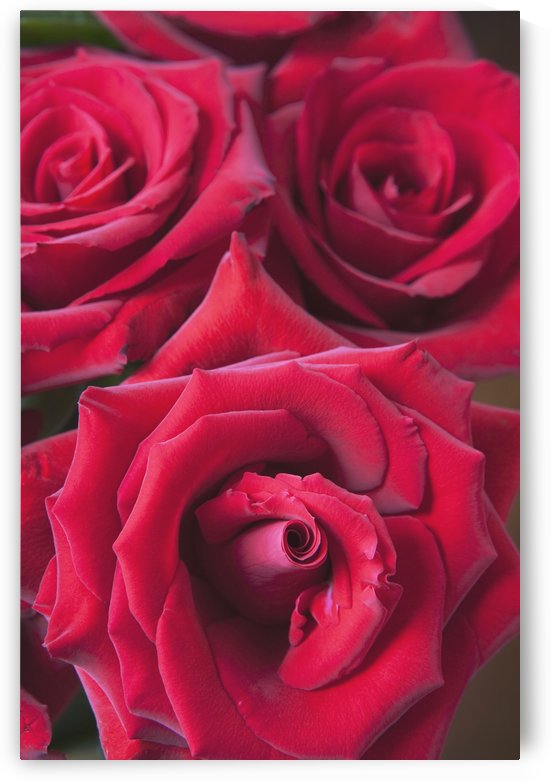 Red Roses; Quebec, Canada by PacificStock