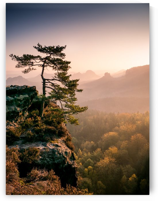 Tree at Sunrise in the Saxon Switzerland by Andreas Wonisch