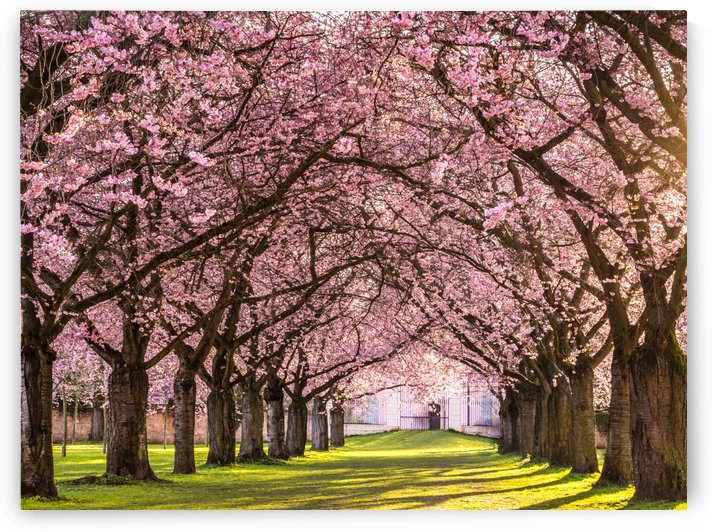 Cherry Blossom in a Park by Andreas Wonisch