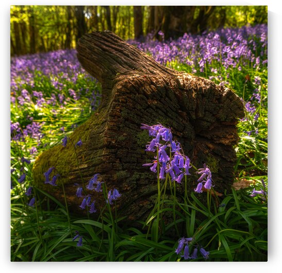 Bluebell Grove Portumna by Damien J Kennedy Photography