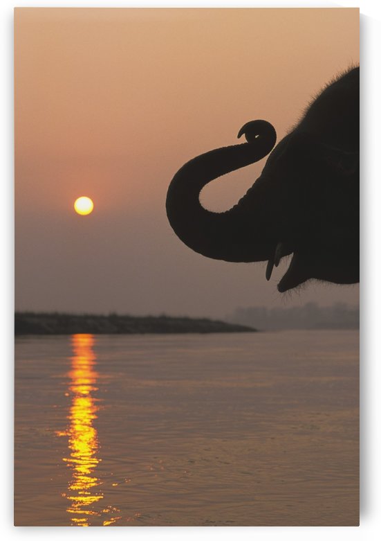 Elephant, Chitwan National Park, Nepal by PacificStock
