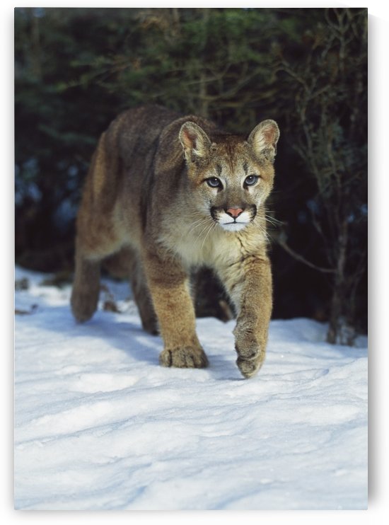 Mountain Lion (Felis Concolor); Idaho, Usa by PacificStock