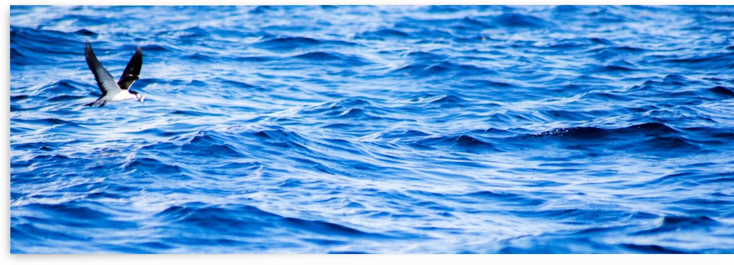 Tern by Cameron Young