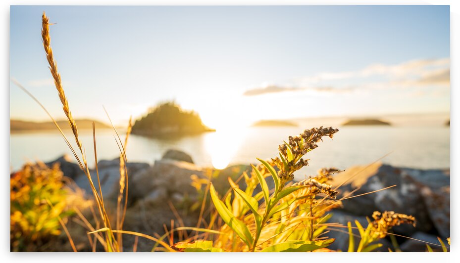 L incontournable Bic   La belle saison no1 by Sebastien Vallee