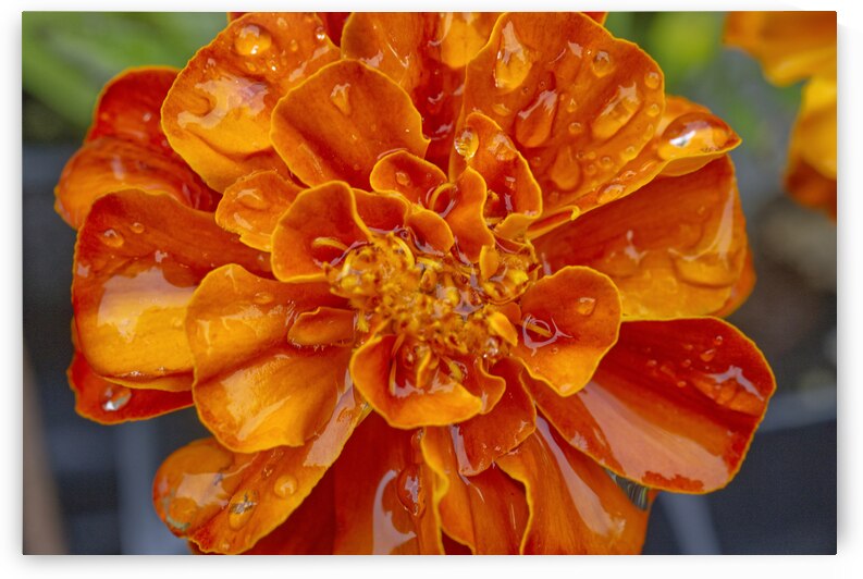 Orange Marigold After a Rain by Iris H Richardson