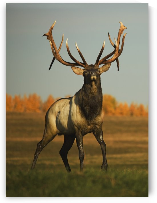 Alberta, Canada; Elk (Cervus Canadensis) by PacificStock