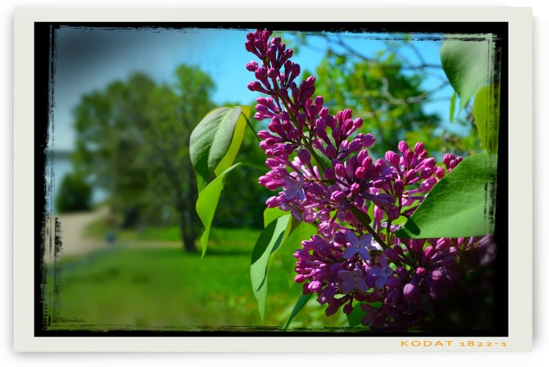 Purple Flowers by Cameron Young