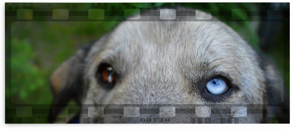 Blue Eyed Dog by Cameron Young