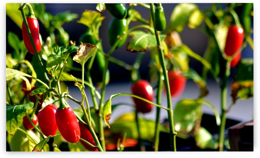 Peppers by Cameron Young