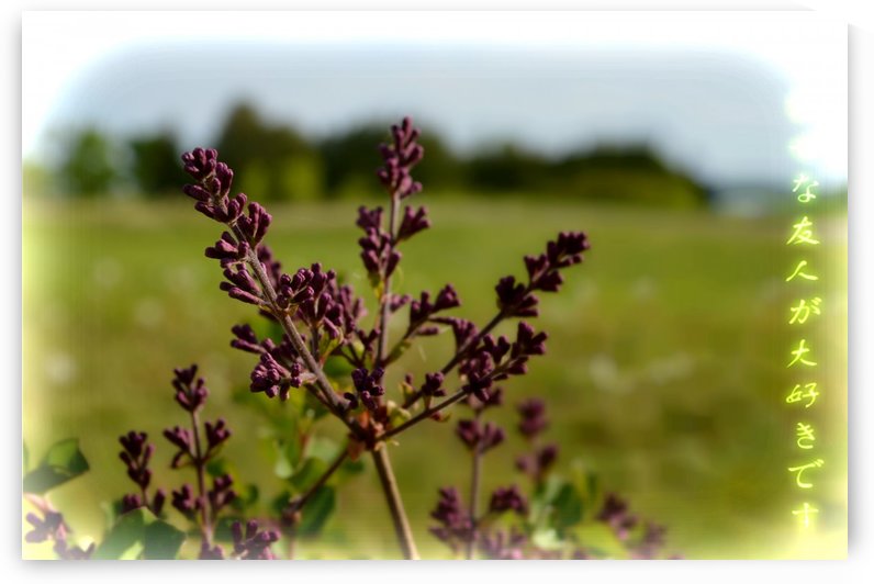 Flowers by Cameron Young