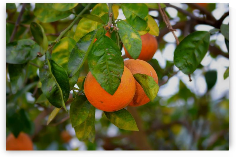 Oranges by Cameron Young