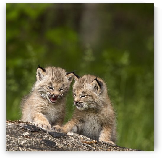 Two Canada Lynx (Lynx Canadensis) Kittens Playing On A Log; Canmore, Alberta, Canada by PacificStock