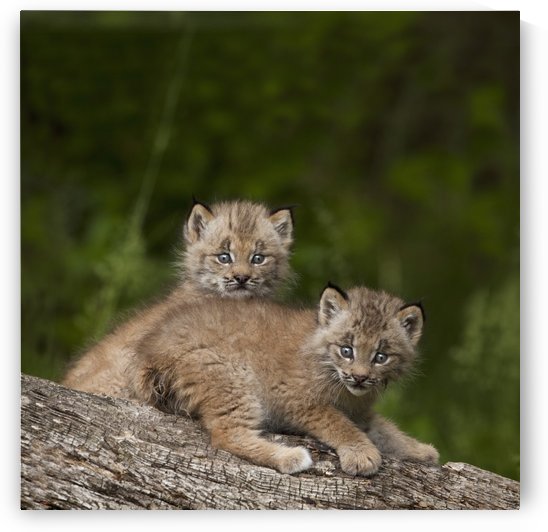 Two Canada Lynx (Lynx Canadensis) Kittens Playing On A Log; Canmore, Alberta, Canada by PacificStock
