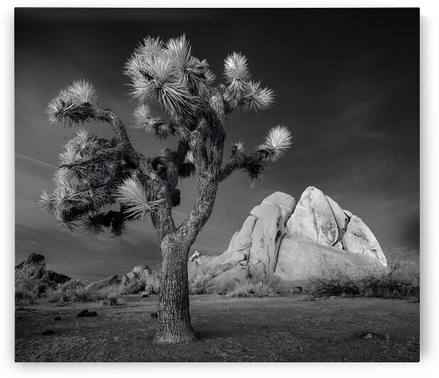 Moonlight on Joshua Tree Infrared by Jerry Fornarotto