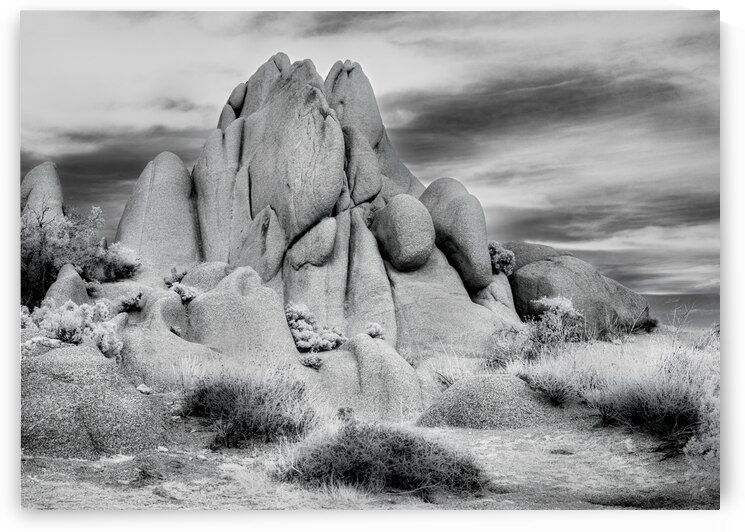 Joshua Tree Rocks and Flora by Jerry Fornarotto