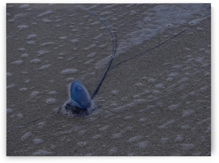 Portuguese Man of War by Cameron Young
