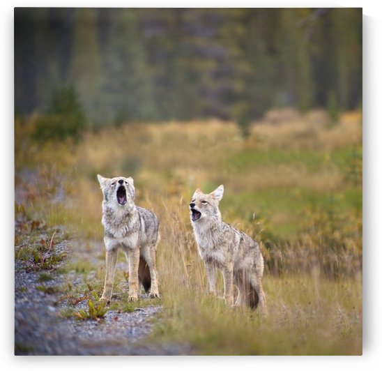 Howling Coyotes (Canis Latrans); Canmore, Alberta, Canada by PacificStock