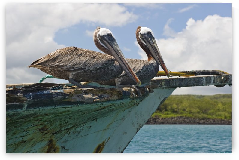 Two Pelicans (Pelecanus Occidentalis) On A Derelict Boat In The Harbor; San Cristobal, Galapagos Islands, Ecuador by PacificStock