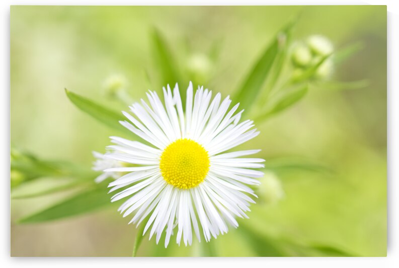 White Daisy Fleabane Flower - Erigeron strigosus by Iris H Richardson