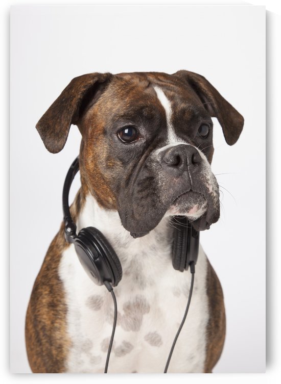 Boxer Dog With Headphones by PacificStock