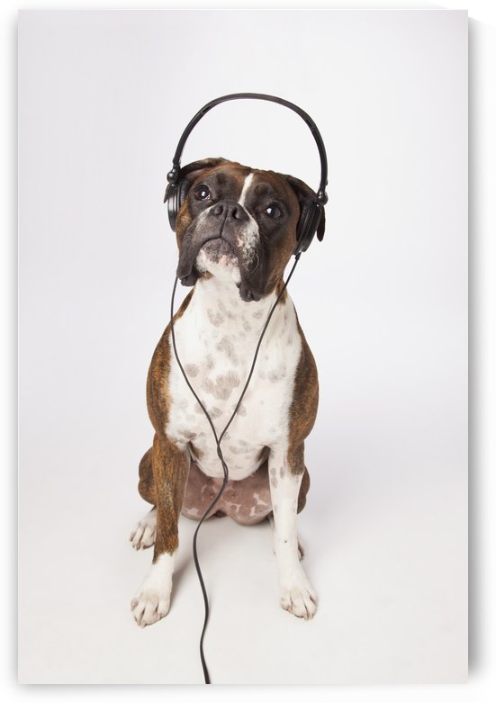 Boxer Dog With Headphones by PacificStock