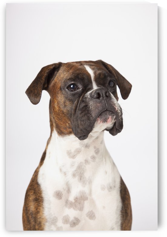 Portrait Of Boxer Dog On White Background by PacificStock