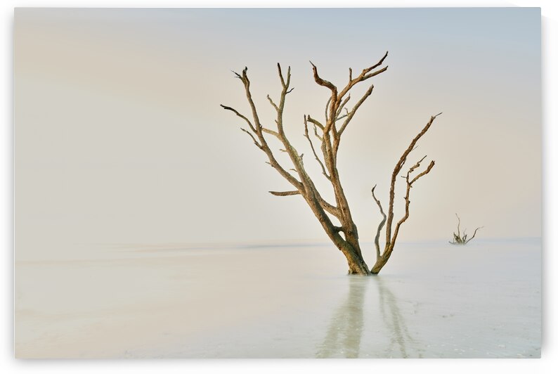 Oak in the Ocean by Images By Jon Evan