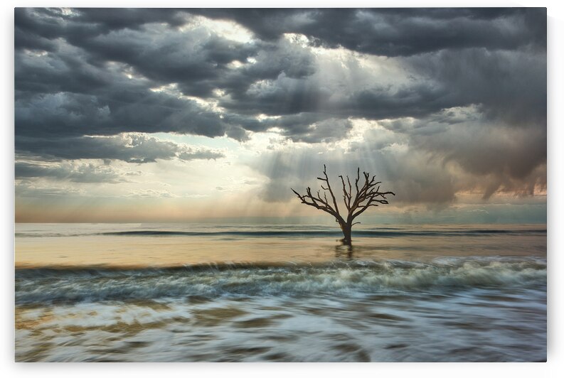 Rays on Botany Bay by Images By Jon Evan